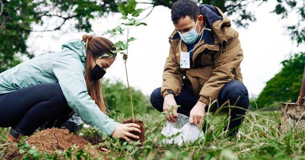 La Nación / Invitan a plantar 50 árboles en el Parque Ñu Guasu