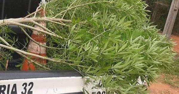 La Nación / Hallan planta de marihuana en baldío: afirman que desconocidos visitaban mucho la propiedad