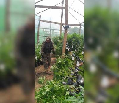 Incineran de más de 10.700 plantas de marihuana en Canindeyú | Ñanduti