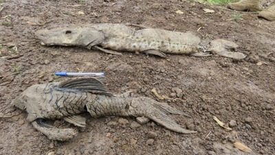 Verifican denuncia sobre mortandad de peces en Ayolas | Ñanduti