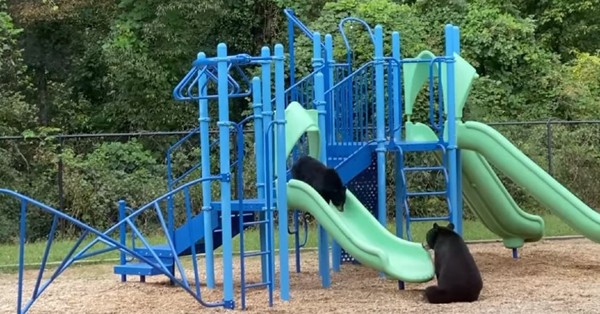 El tierno juego de una osa y su cachorro en el parque de una escuela - SNT