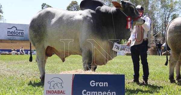 La Nación / Macho nelore de la Ganadera Sofía SA es el Gran Campeón