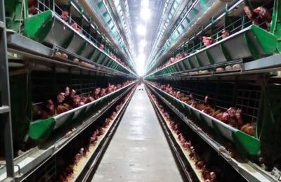 Dos huevos, el consumo ideal por día - Día del Avicultor 2021 - ABC Color