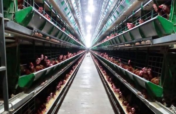 Dos huevos, el consumo ideal por día - Día del Avicultor 2021 - ABC Color