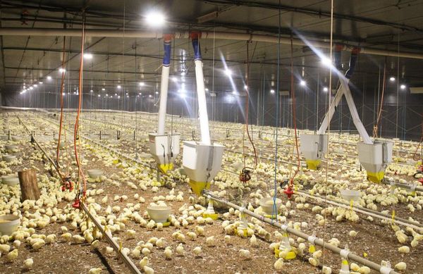 Pollos Don Juan enfrentó año difícil - Día del Avicultor 2021 - ABC Color