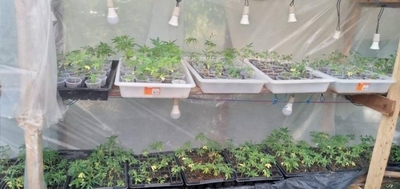 Diario HOY | Detectan en un invernadero una plantación de marihuana VIP en Canindeyú
