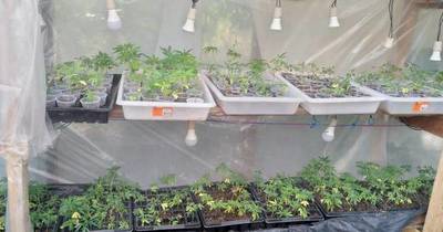 La Nación / Queman cerca de 11.000 plantines de marihuana “Vip” de invernadero