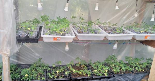 La Nación / Queman cerca de 11.000 plantines de marihuana “Vip” de invernadero