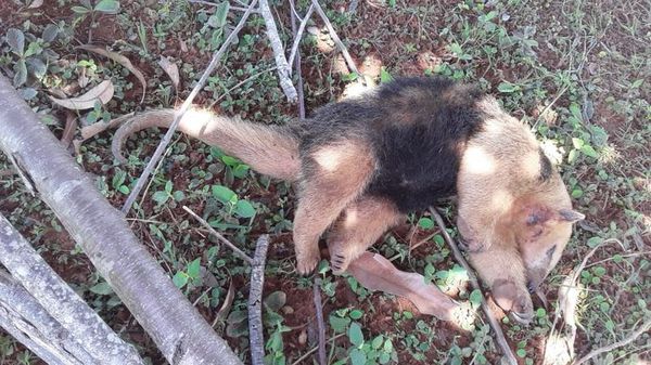 Rescatan a un oso melero herido en Carapeguá - Nacionales - ABC Color