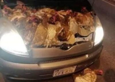 Pollos en fuga: contrabando avícola ahoga industria de Paraguay