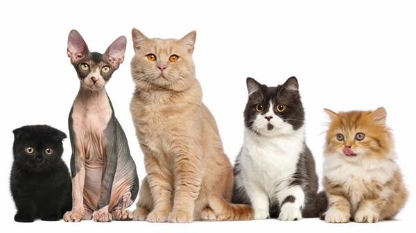 Cuáles son la razas de gatos más buscadas como acompañantes y por qué