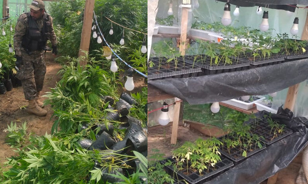 Canindeyú: Destruyen cerca de 11.000 plantines de marihuana “Vip” de invernadero - OviedoPress