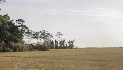 Documental paraguayo será debatido en Conferencia de Antropología de Alemania | Ñanduti