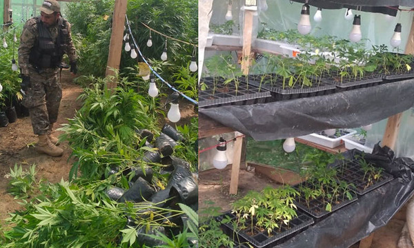 Destruyen cerca de 11.000 plantines de marihuana "Vip" de invernadero en Canindeyú | OnLivePy