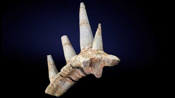 Descubren una nueva especie de dinosaurio con una “extraordinaria” armadura de púas óseas | Ñanduti