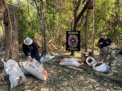 Senad desarticula campamento narco y anula más de 12 toneladas de marihuana - .::Agencia IP::.