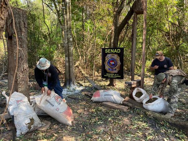 Senad desarticula campamento narco y anula más de 12 toneladas de marihuana - .::Agencia IP::.