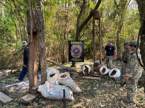 Canindeyú: desarticulan campamento narco y eliminan más de 12 toneladas de marihuana - Nacionales - ABC Color