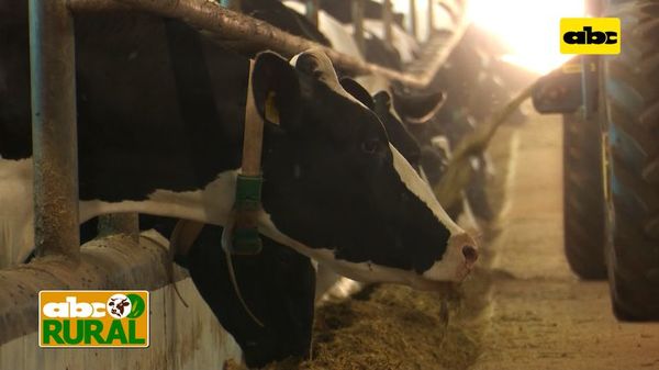 ABC Rural: Túnel de aire, y el bienestar de las vacas lecheras  - ABC Rural - ABC Color