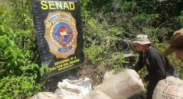 Senad interviene campamento de producción y acopio de marihuana en Canindeyú - Megacadena — Últimas Noticias de Paraguay