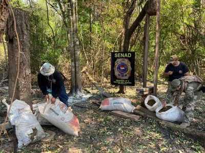 Desarticulan campamento narco y anula más de 12 toneladas de marihuana en Canindeyú | Ñanduti