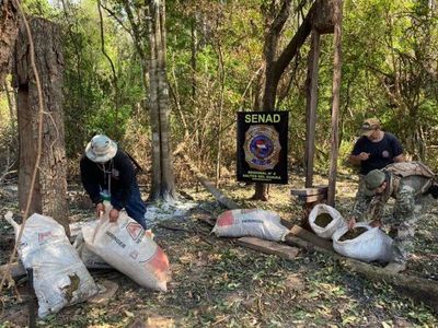 Sacan de circulación 12 toneladas de marihuana en Canindeyú