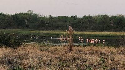 Hermosas aves migratorias se dejan ver en Laguna Ka’aguy de Concepción - Nacionales - ABC Color
