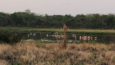 Hermosas aves migratorias se dejan ver en Laguna Ka’aguy de Concepción  - Nacionales - ABC Color