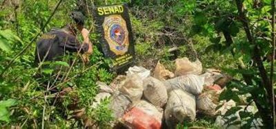 Desarticulan campamento narco y anulan más de 12 toneladas de marihuana