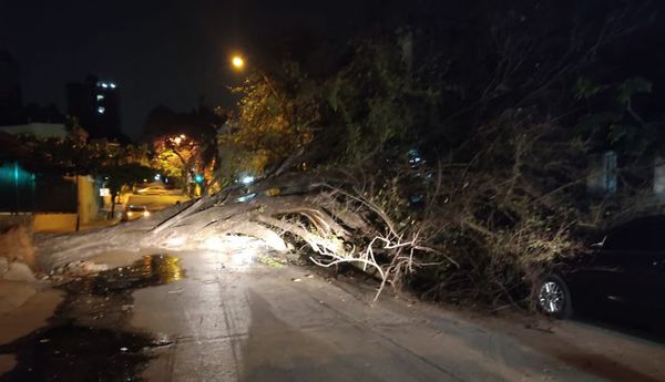 Árbol caído bloquea Haedo entre Colón y Montevideo - Nacionales - ABC Color
