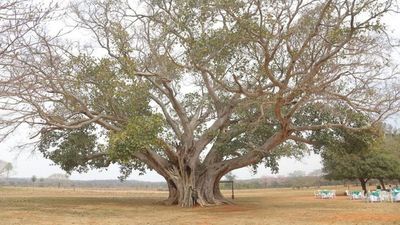El árbol más grande del Paraguay tendría unos 500 años de edad