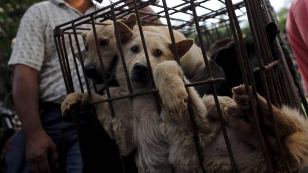 Diario HOY | Plantean prohibir el consumo de carne de perro en Corea del Sur