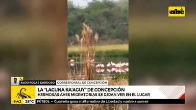 Hermosas aves migratorias se dejan ver en la “Laguna Ka’aguy” en Concepción - A la gran 730 - ABC Color