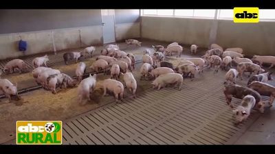 ABC Rural: Internacionales -  México envía carne de cerdo a Canadá - ABC Rural - ABC Color