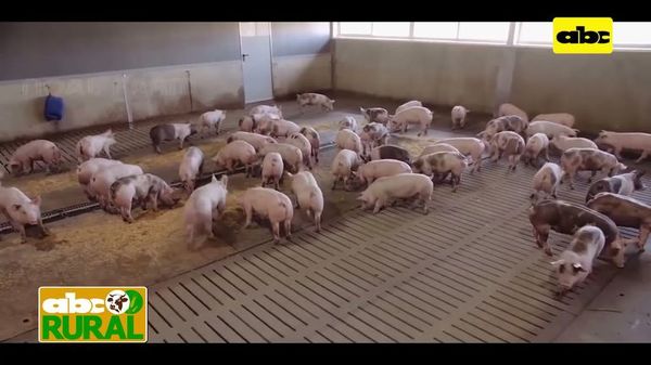 ABC Rural: Internacionales - México envía carne de cerdo a Canadá - ABC Rural - ABC Color