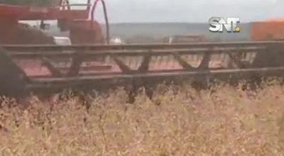 Segmento Económico: Rubro agroindustrial registra mayor caída en 9 años - SNT