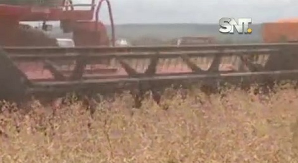 Segmento Económico: Rubro agroindustrial registra mayor caída en 9 años - SNT