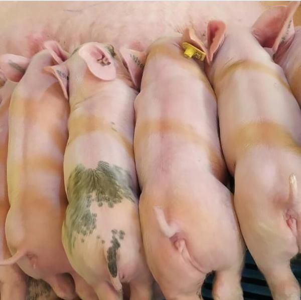 Haití notificó a la OIE brote de fiebre porcina africana en 2.500 animales
