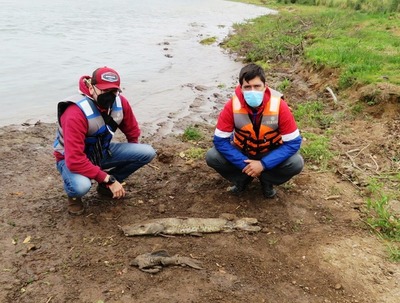 Preocupa mortalidad de peces en Ayolas