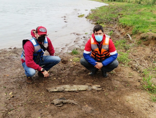 Preocupa mortalidad de peces en Ayolas