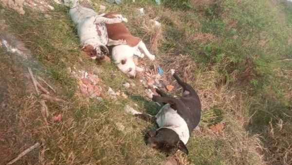 Encuentran muertos a tres perros de la raza pitbull