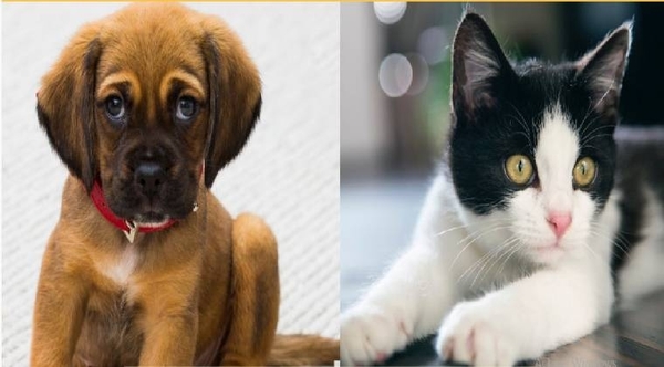 Diario HOY | Realizarán jornada de vacunación antirrábica gratuita para perros y gatos