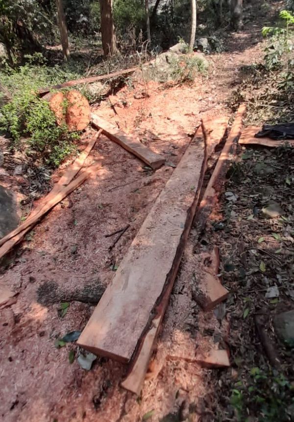 Denuncian tala de árboles nativos en la reserva natural del cerro Santo Tomás - Nacionales - ABC Color
