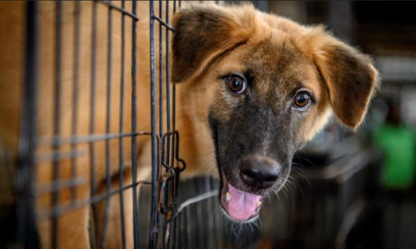 Corea del Sur busca prohibir el consumo de carne de perro