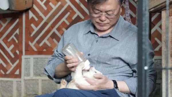 Corea del Sur: Plantean prohibir el consumo de carne de perro