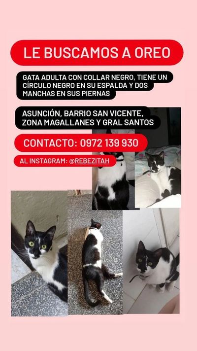 Oreo - Encontrá a tu mascota - ABC Color