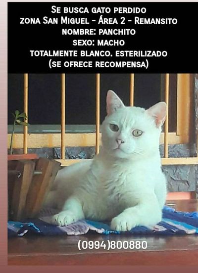 Panchito - Encontrá a tu mascota - ABC Color