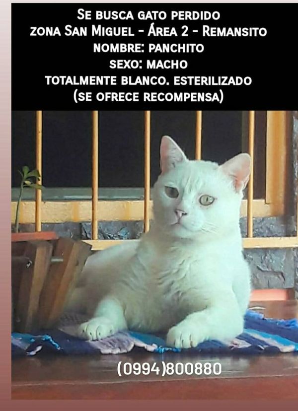 Panchito - Encontrá a tu mascota - ABC Color