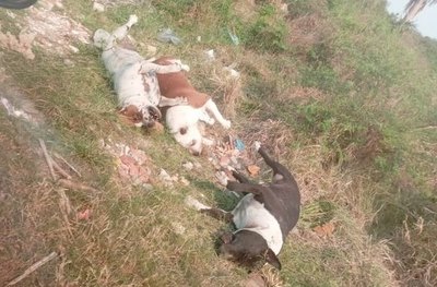 Crónica / Mataron a tres perros pitbull y los arrojaron