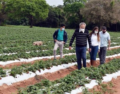 Control de plagas con el extracto de neem - ABC Rural - ABC Color